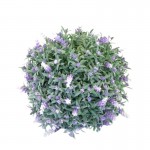 Okrasna krogla sivka 21 cm
